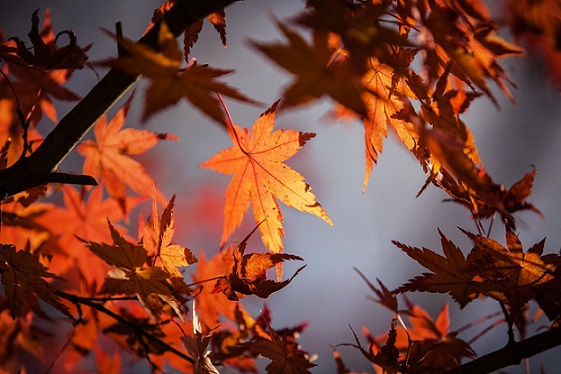 autumn-leave-1415541_960_720